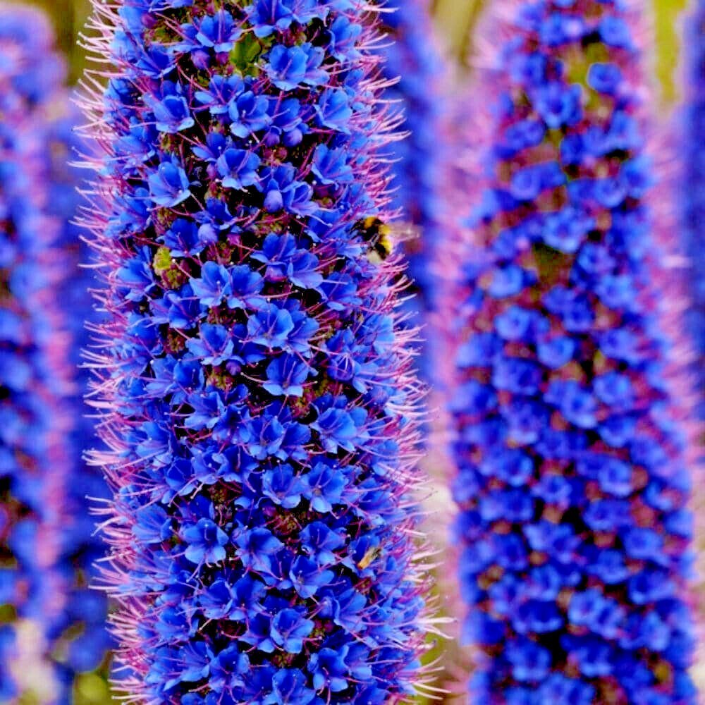 PRIDE OF MADEIRA Flower Seeds Echium fastuosum Blue Tower of Jewels Garden Plant