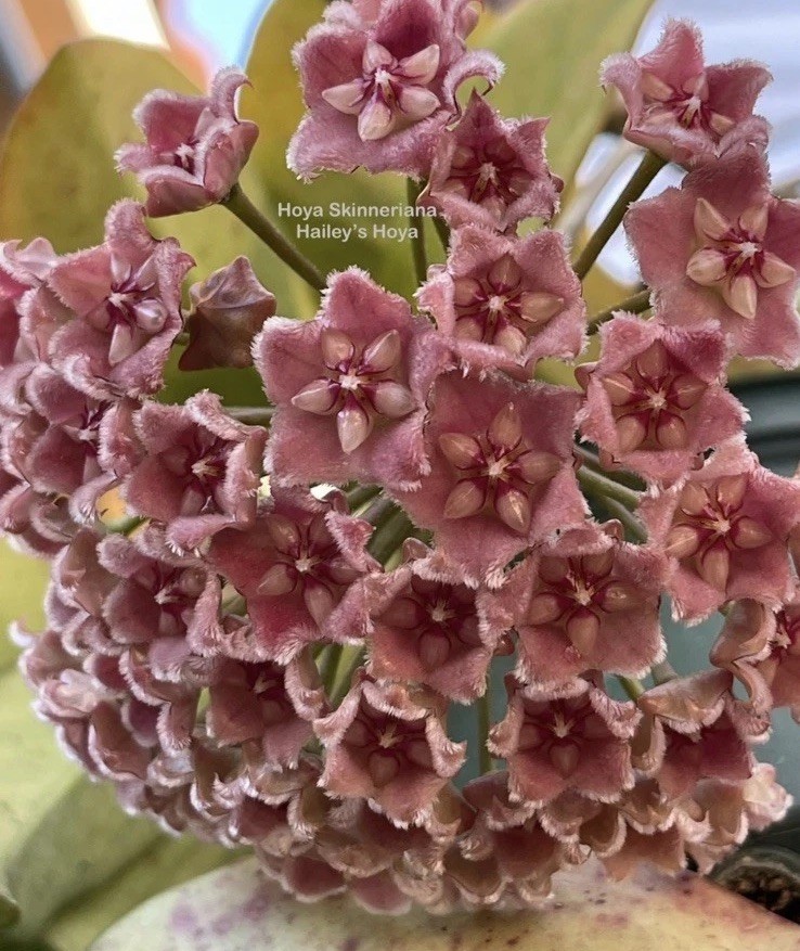 HOYA SKINNERIANA IN 4.5”POT / EXACT PLANT / WELL ROOTED / SHIP IN NURSERY POT