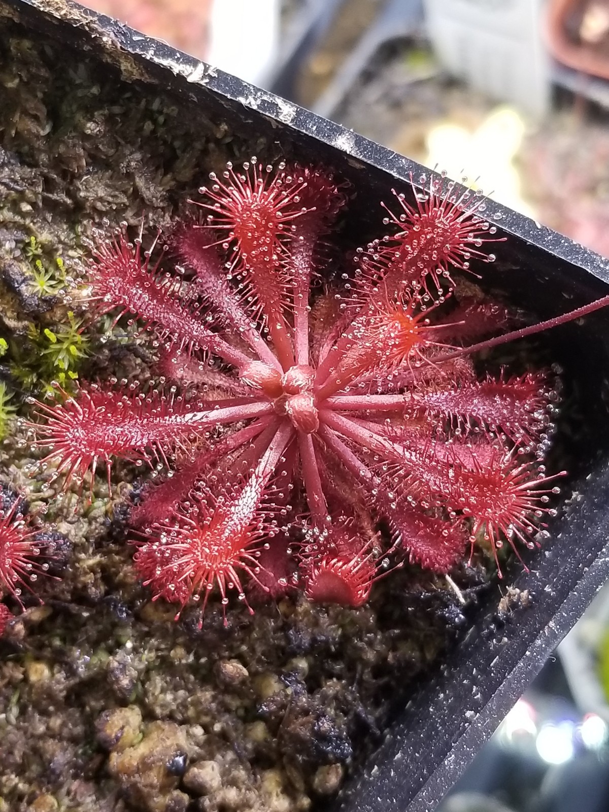 Drosera spatulata “Lovellae” Seeds – Carnivorous Sundew Plant – Easy to grow!