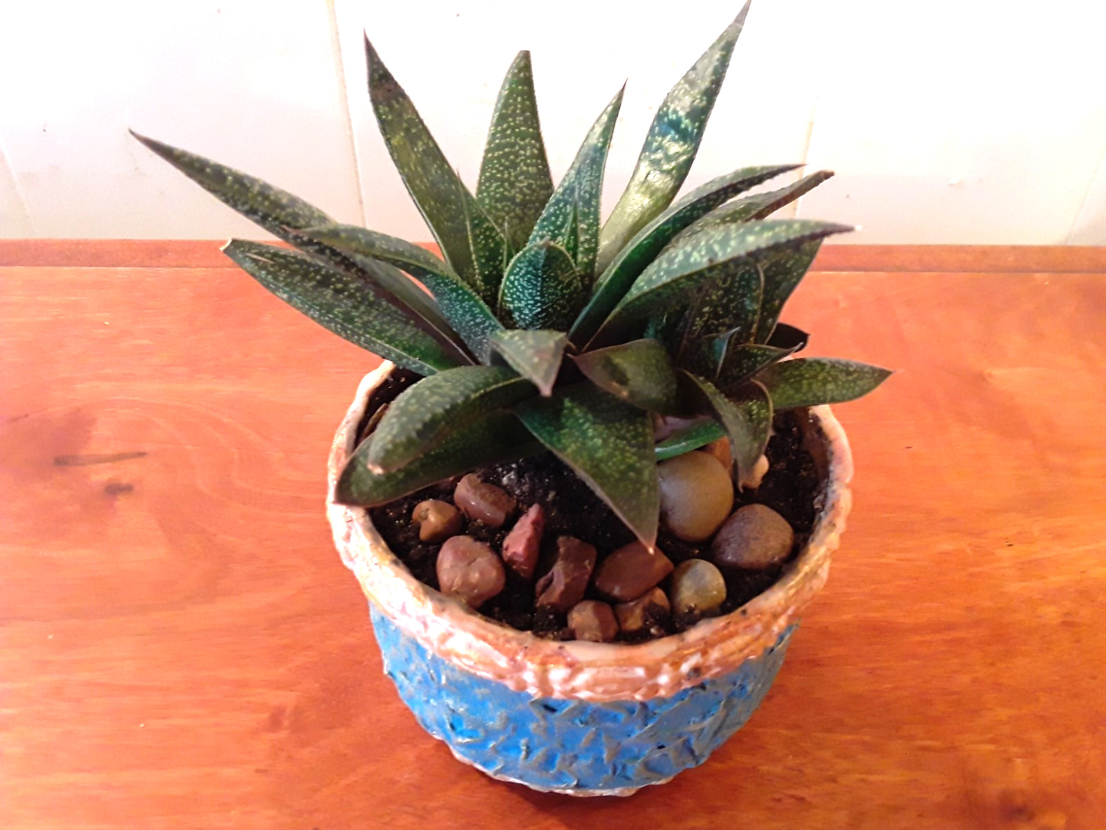 Tiger Aloe Potted Plant in 4″×3″ Crafted Container, Rooted & Healthy Succulent