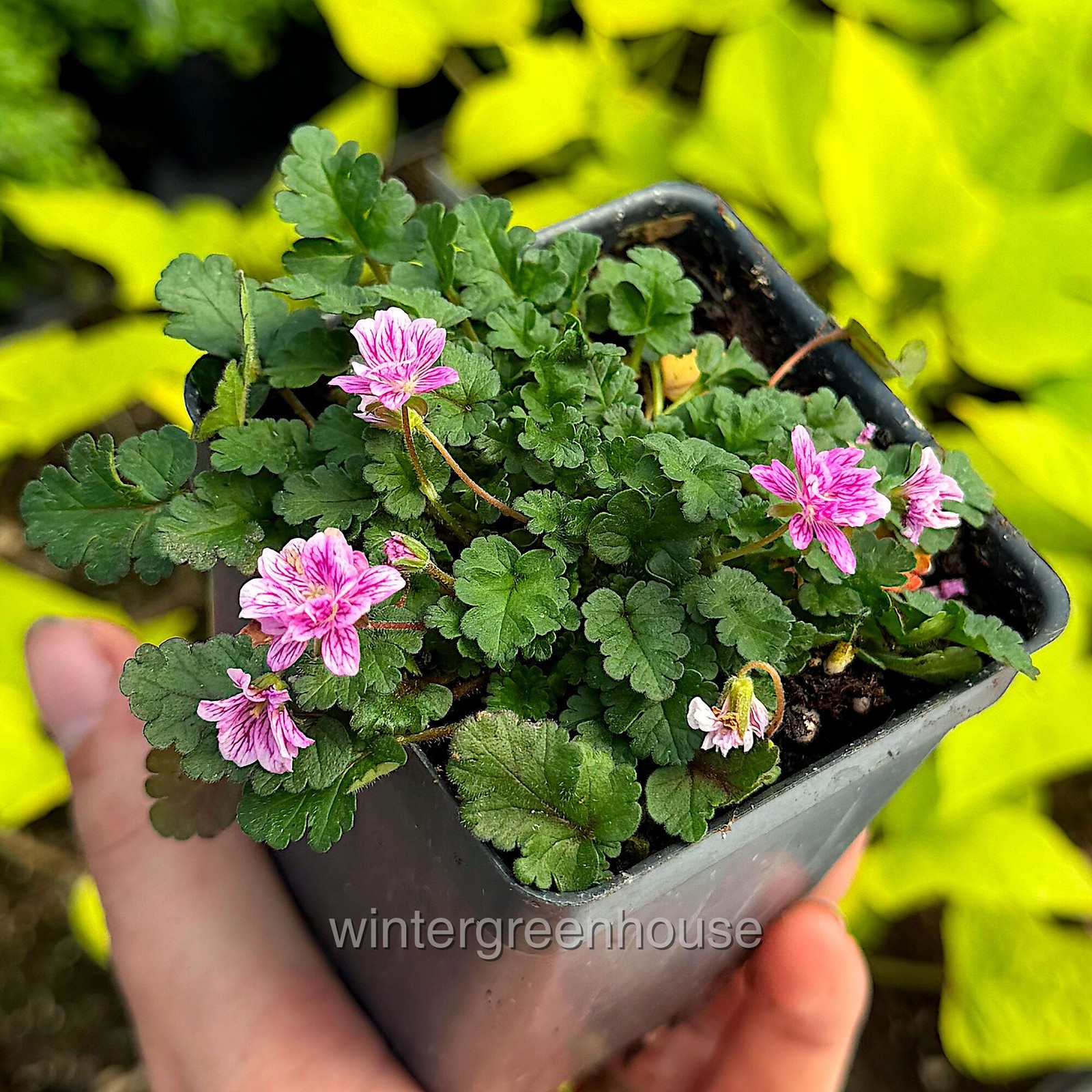 Erodium x variabile ‘Flore Pleno’, Heron’s Bill, Container Size: 3″ (2.6×3.5″)