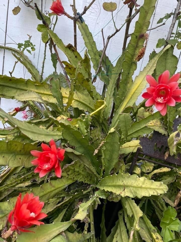 RED Orchid Cactus Epiphyllum, ‘Disocactus Ackermannii’ 3 Cuttings 4’-8’ long