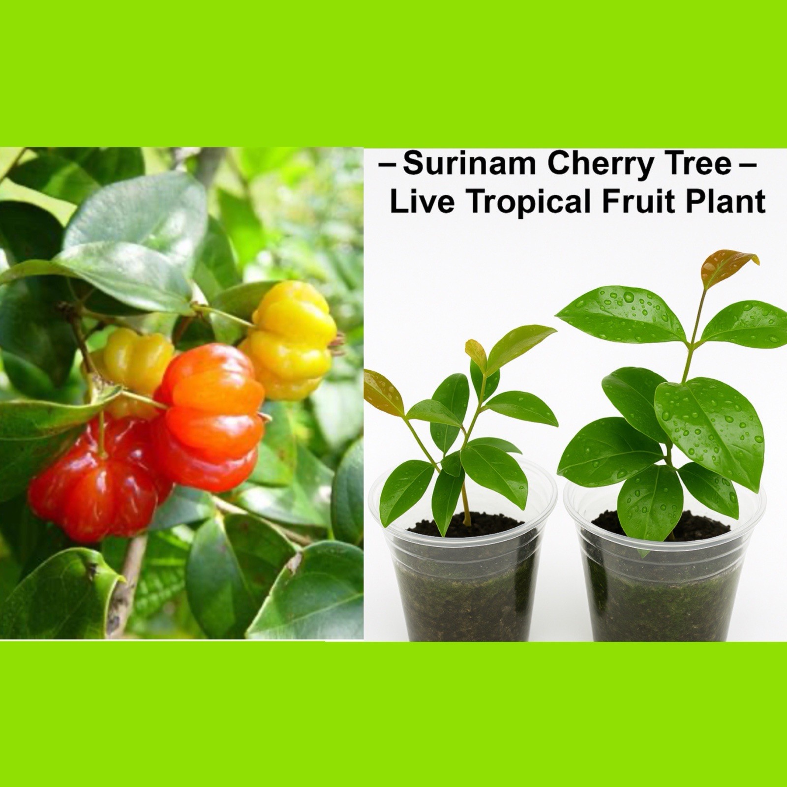 Surinam Cherry Red Eugenia Uniflora Pitanga 4-7″ nangapirí Myrtaceae
