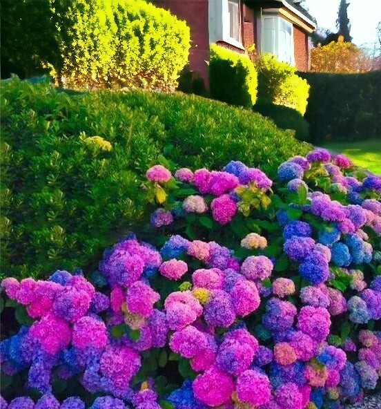 25pcs Blue Pink Purple Hydrangea – Beautiful and Hardy Perennial Flowers
