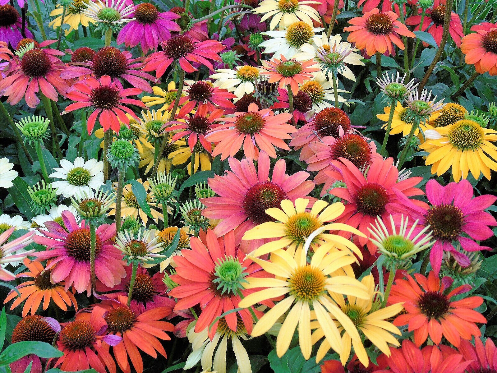 100 SEEDS CHEYENNE SPIRIT CONEFLOWER Echinacea in Orange Red Yellow Purple Pink