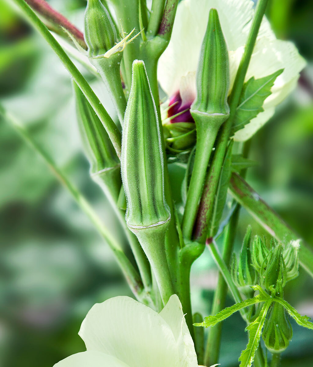 CLEMSON SPINELESS OKRA 10 SEEDS