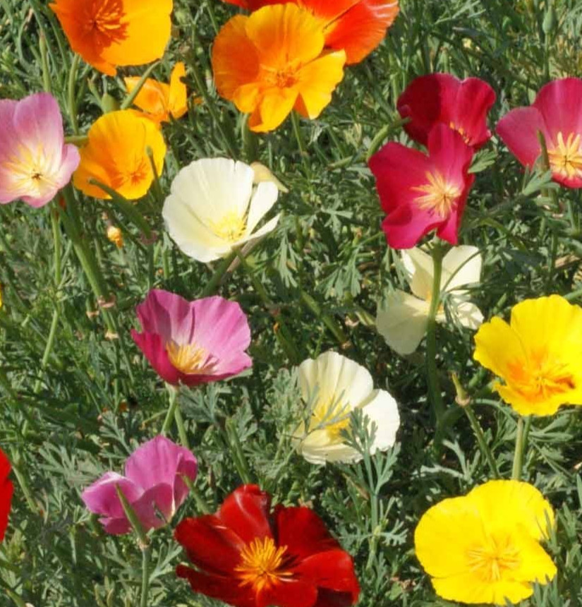 CALIFORNIA POPPY SEEDS MIX 600+ ANNUAL flower GARDEN Eschscholzi Californica