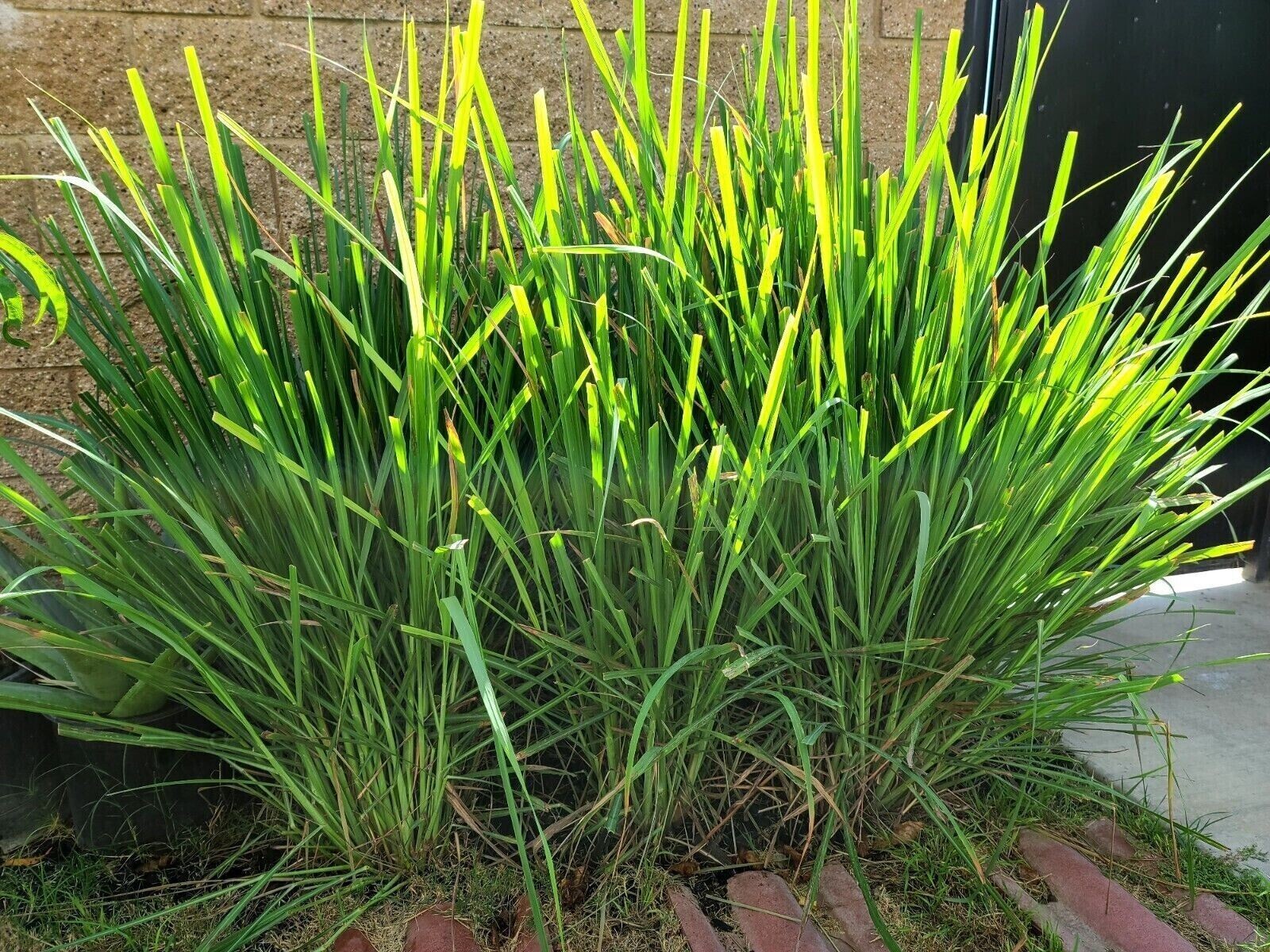 4 Fresh Lemongrass Stalks, Live Plant, Fresh Cut – Lemon Grass Ready To Grow