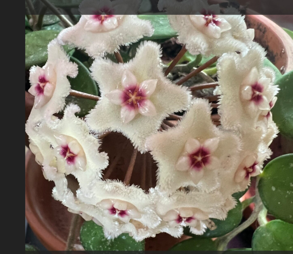 Hoya Mathilde Splash Plant 4 1/2 inch pot carnosa x Serpens