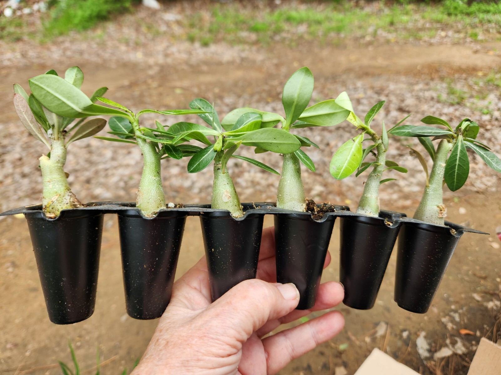 50 Desert Rose Plants, Adenium Obesum Mixed colors 2.5-4″ tall Seedling Resell