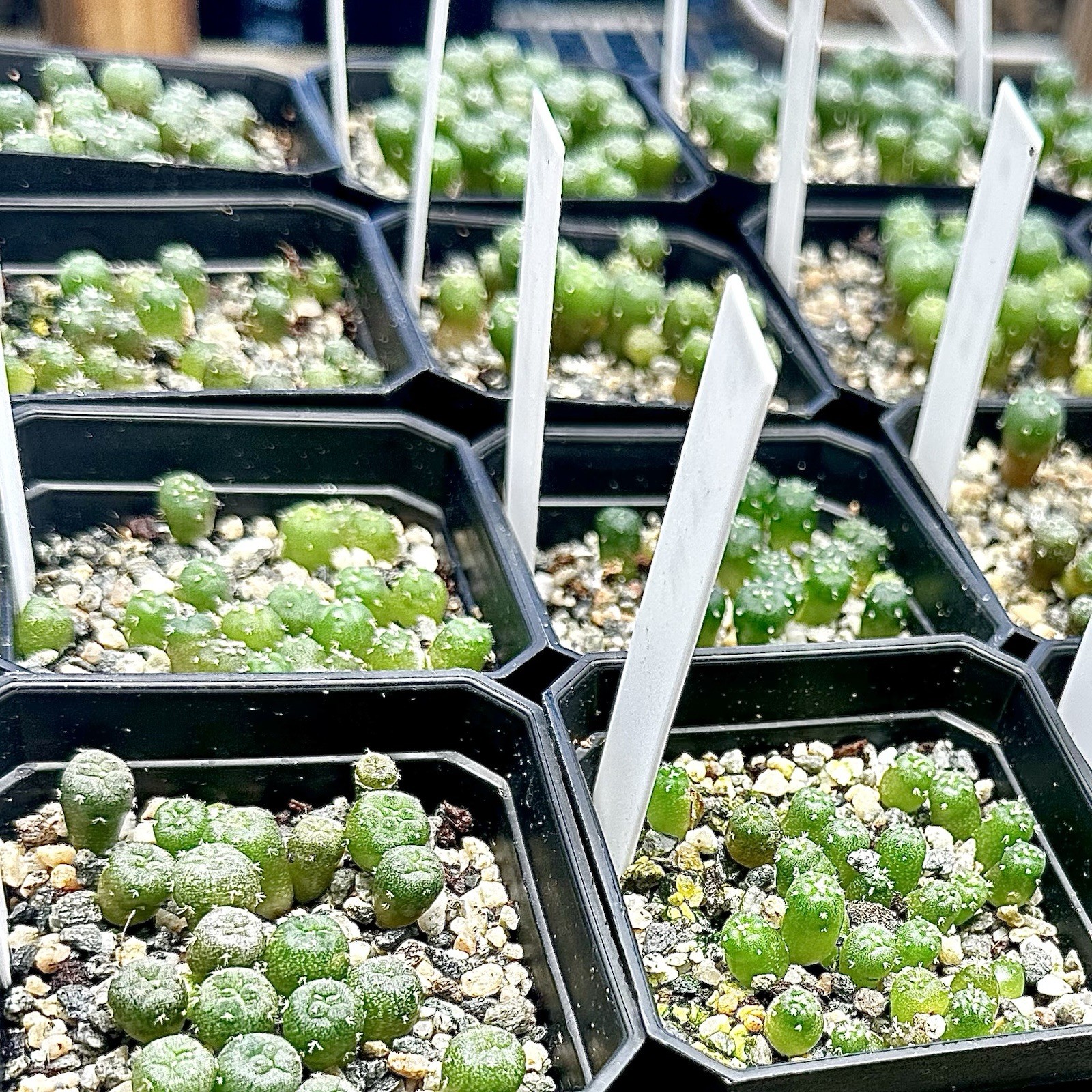 RARE *CULTIVAR* SEEDS (10pk) L0ph…Diffusa Koike x10 (Ten) Cactus US SELLER