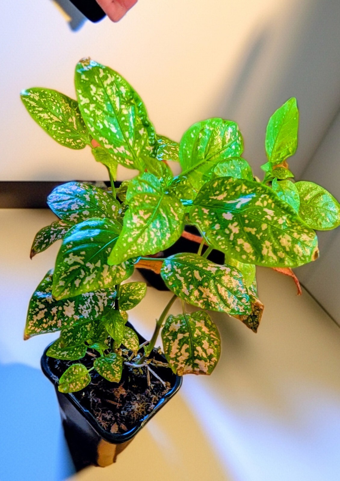 10″ Tall Pink/White Polka Dot Splash Plant Live (Hypoestes phyllostachya)