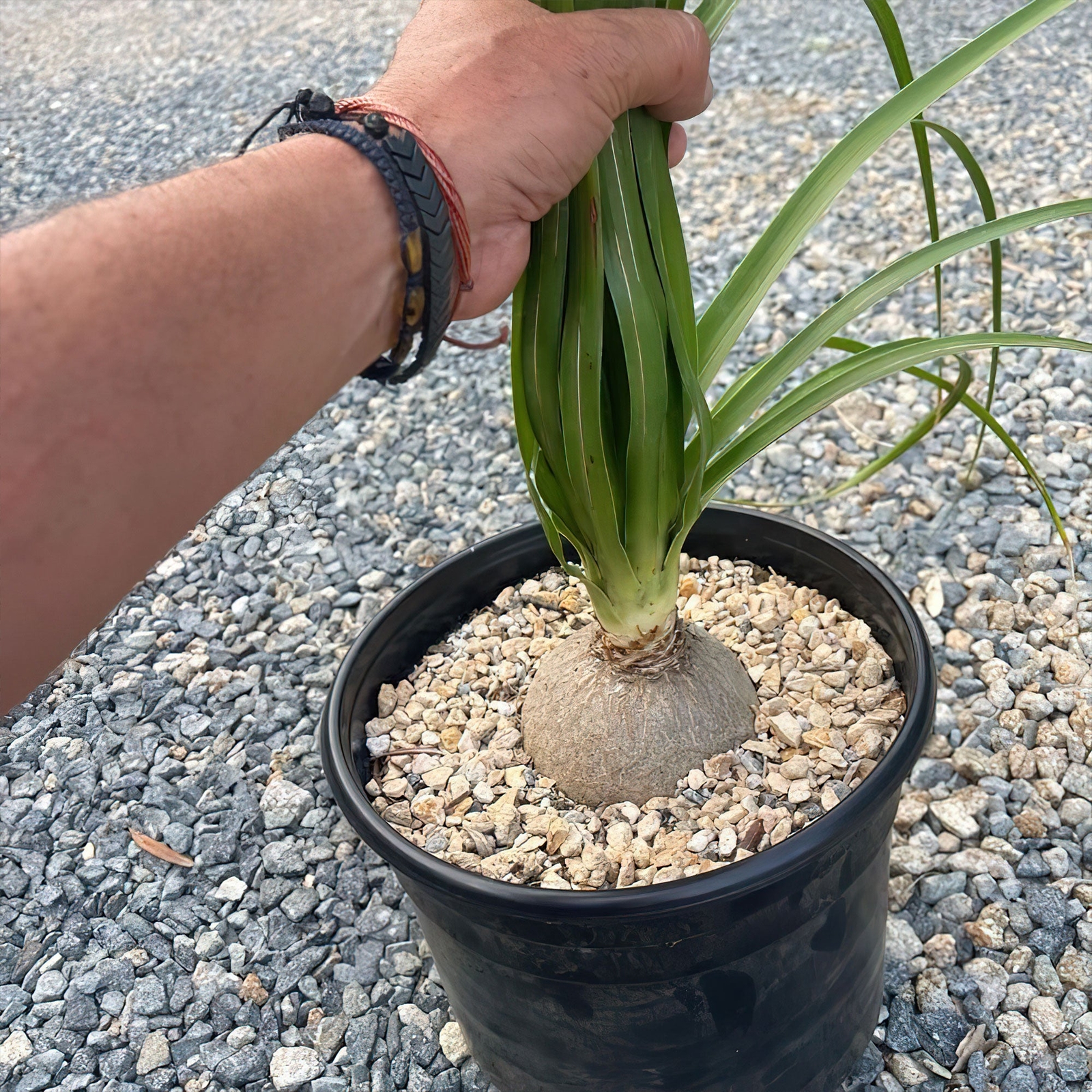 Ponytail palm ‘Beaucarnea recurvata’ cactus Cacti Succulent real live plant