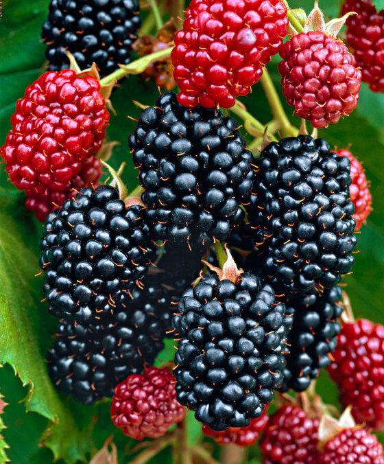 Chester Thornless Blackberry – 5 Blackberry Plants