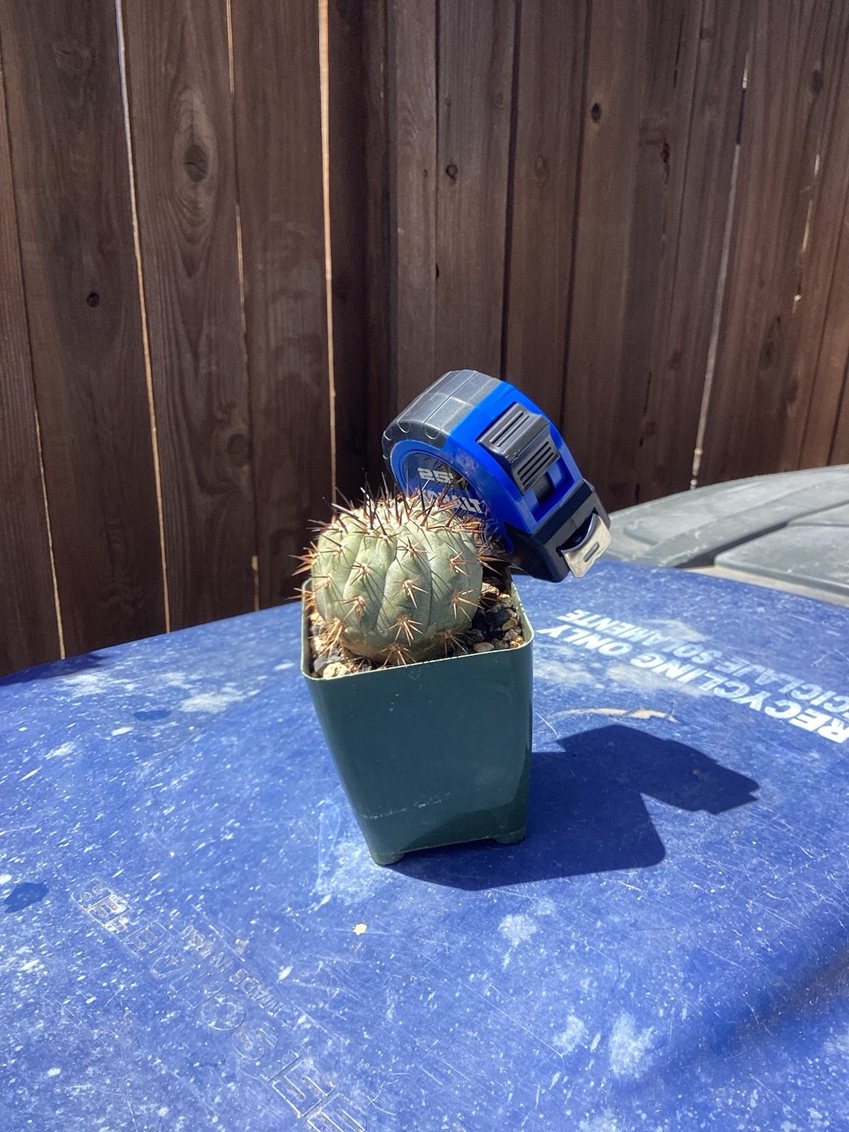 Beautiful Copiapoa Cinerea -Blk Spines- RARE! (Own Roots) -Sold Potted