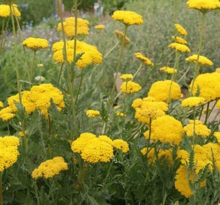 600+ Yellow Yarrow Seeds **Fresh Seeds** ~~Free Shipping ~~