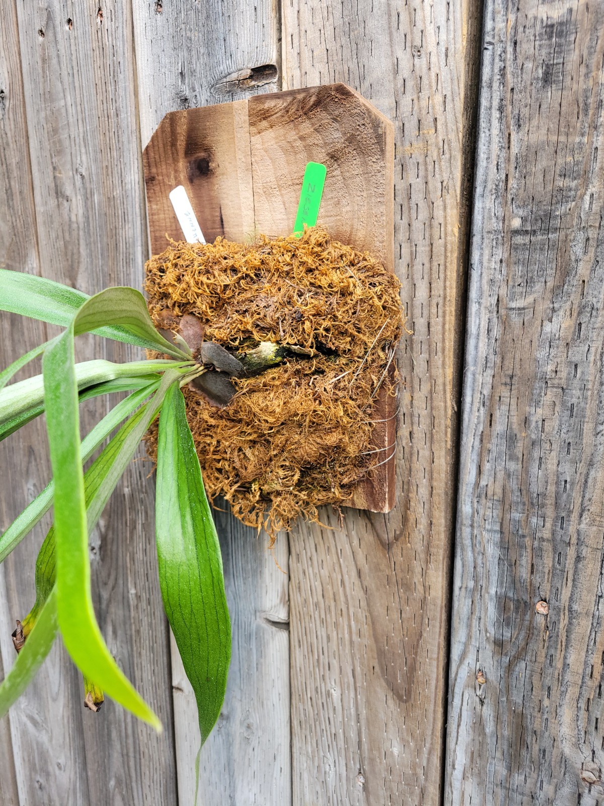 Platycerium staghorn fern cultivar zienehenne