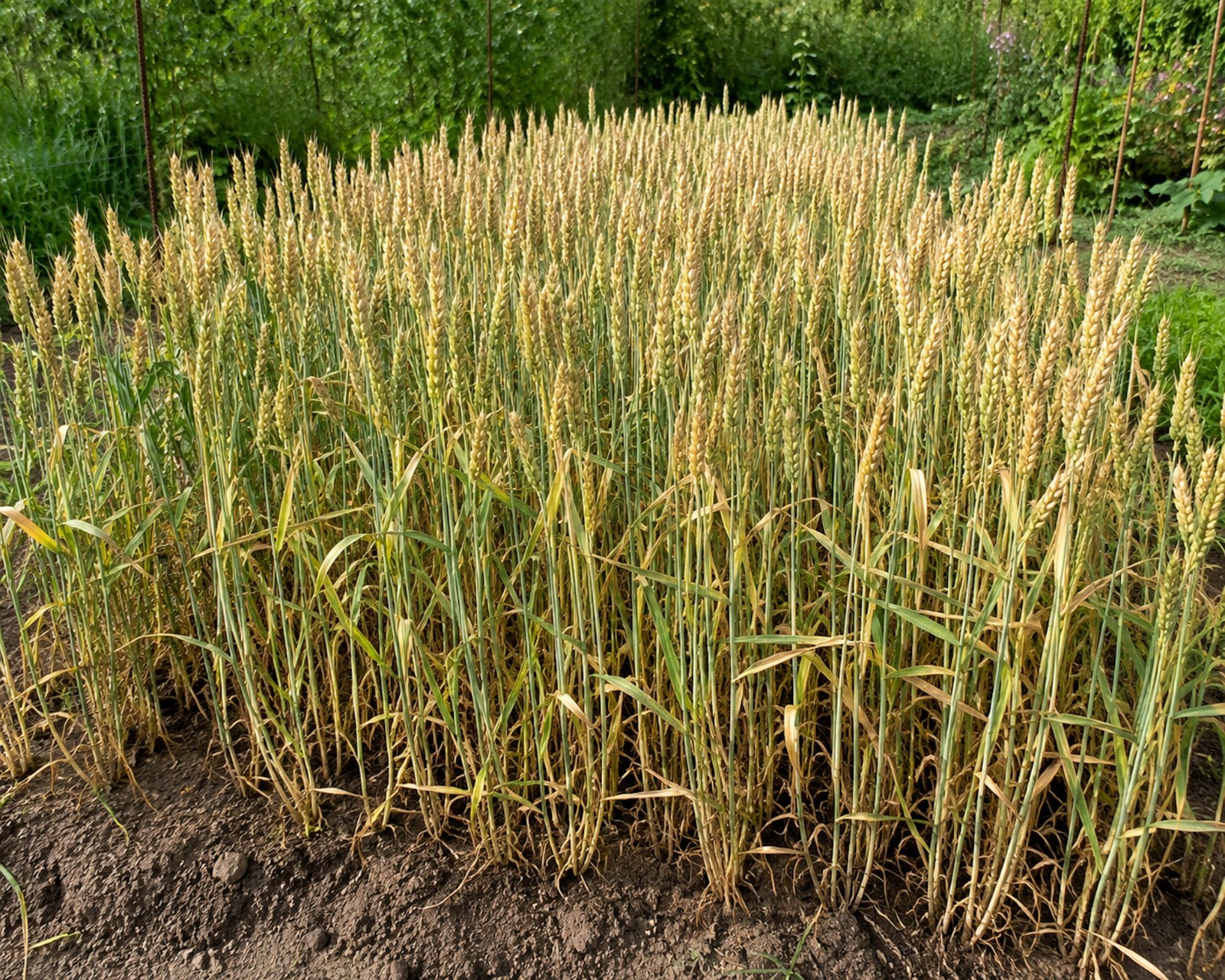 100 Rare Sirvinta Wheat Seeds! -All Natural Non GMO-Heirloom Heritage Grain