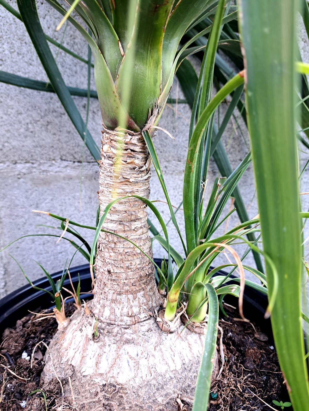 Beaucarnea Recurvata Ponytail Palm Tree Plant 22×25 Caudiciform XXXL #2
