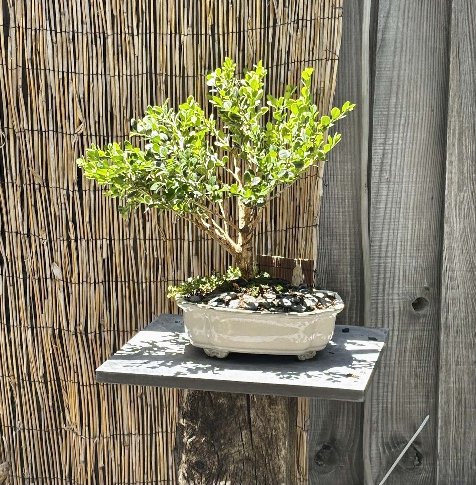 12 YEAR OLD JAPANESE BOXWOOD BONSAI TREE BY IN A 10” CERAMIC POT- FREE SHIPPING!