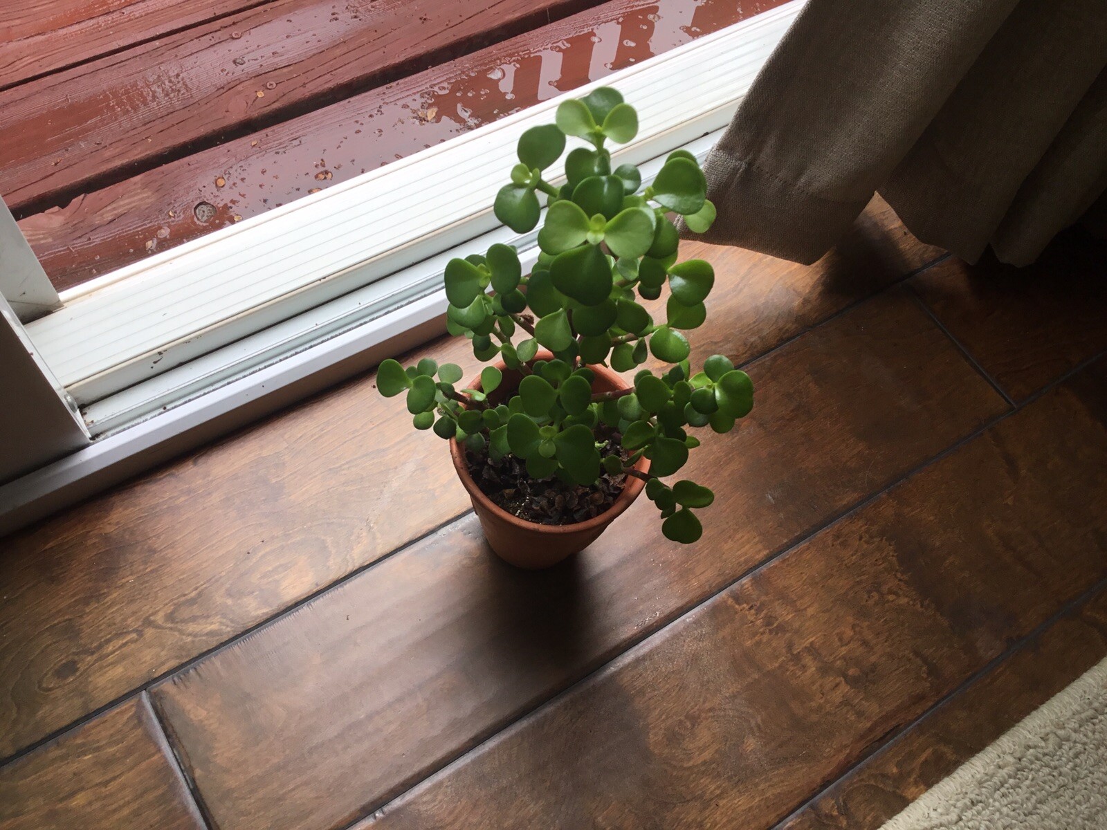 Christmas Tree Jade Cuttings…they even flower. 4 Cuttings