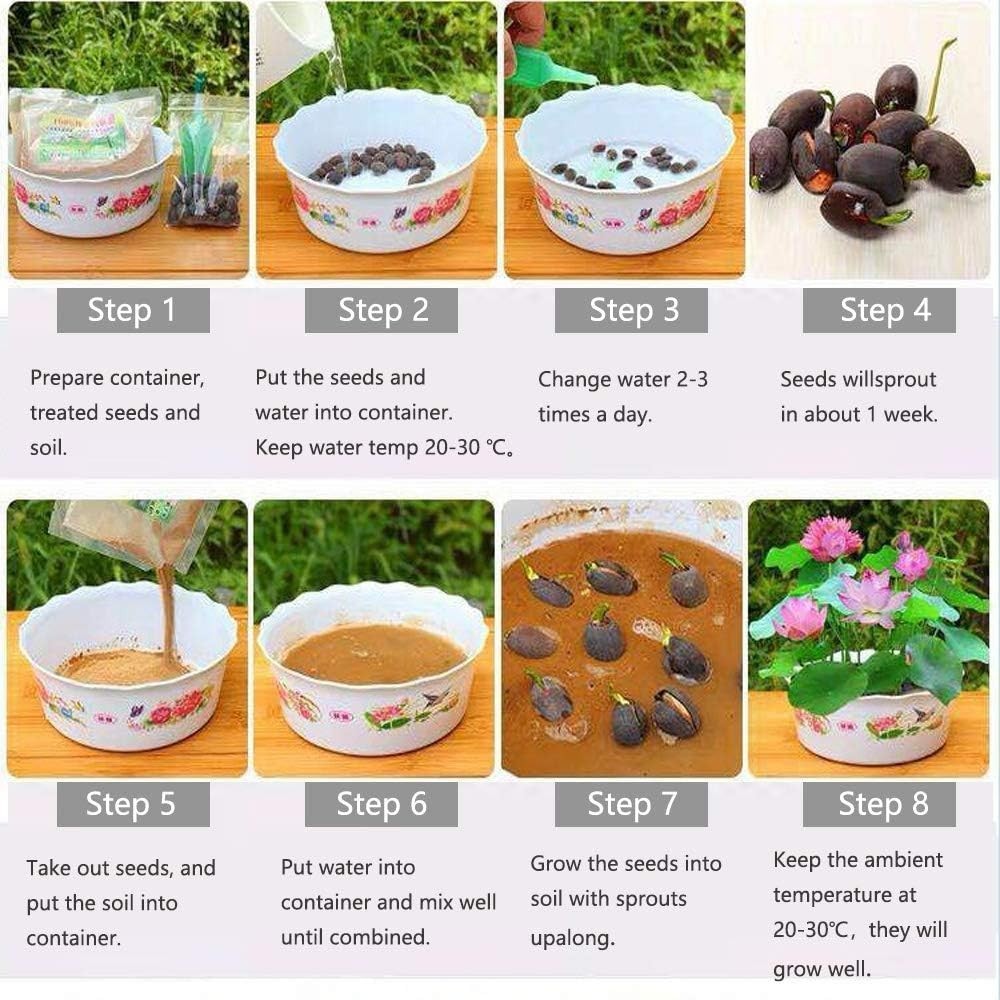 Lotus Flower Seeds for Indoor Outdoor Gardening – Purifying Pink & Red Blooms
