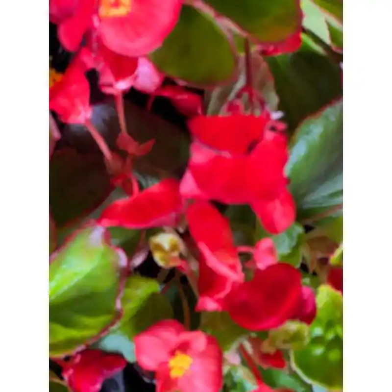 1.38 Pt. Begonia Green Leaf Scarlet Flower in 4.5 In. Grower’S Pot (4-Plants)