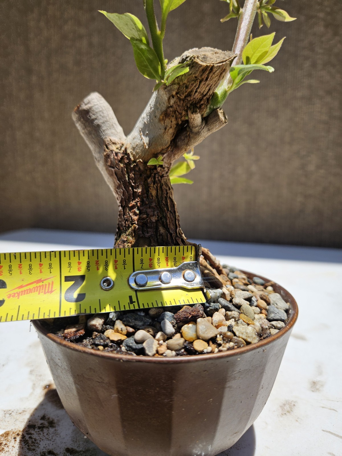 Bougainvillea Purple Bonsai Tree,,, SALE