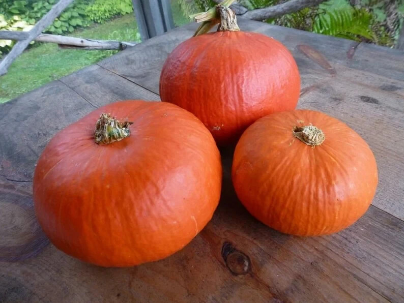 10 Red Kuri Squash Seeds. Organic. USA Seeds. Ships free