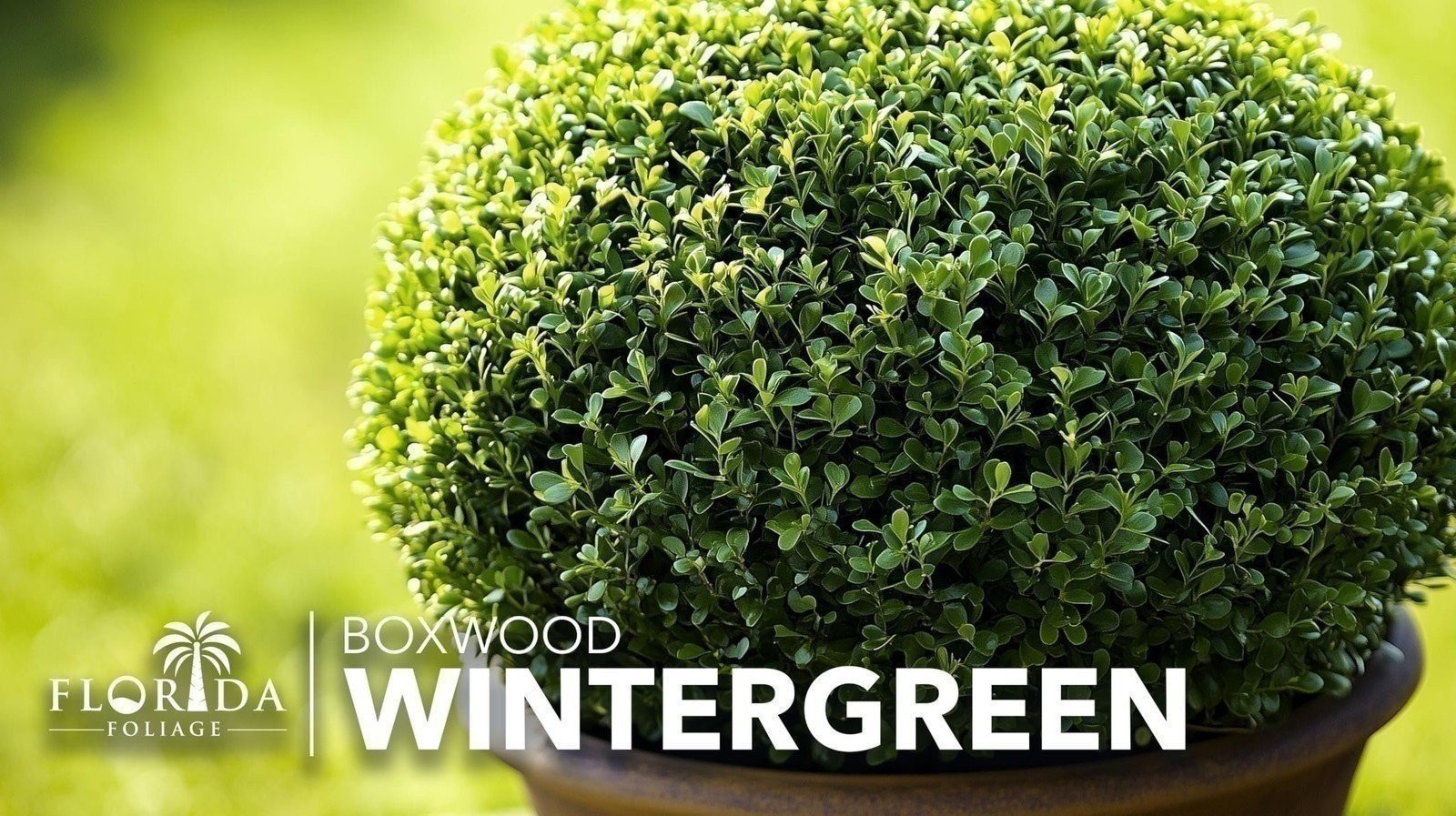 Winter Green Korean Boxwood – Live Plants – Buxus Microphylla – Fast Growing…