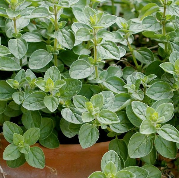 Sweet Italian Oregano Seeds | Origanum Wild Marjoram Perennial Herb Seed 2023