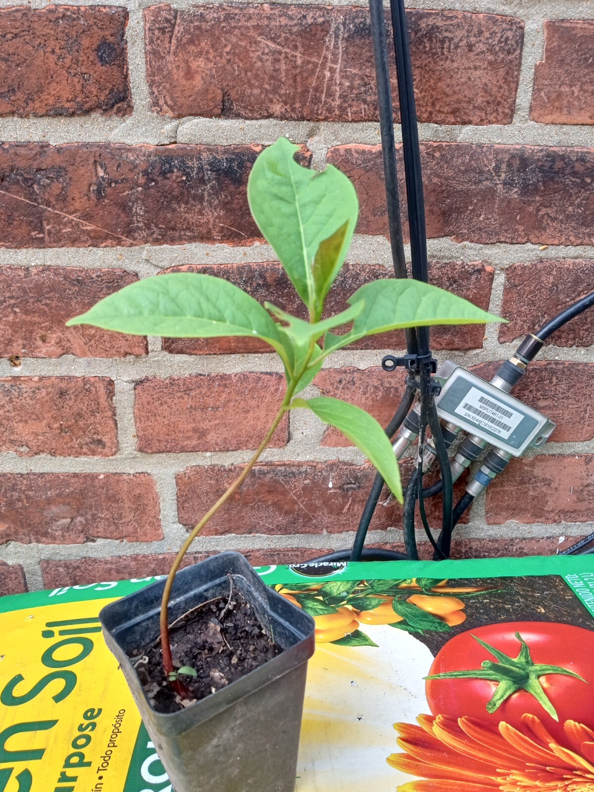 1 live EUREKA PERSIMMON TREE up to 2 ft tall