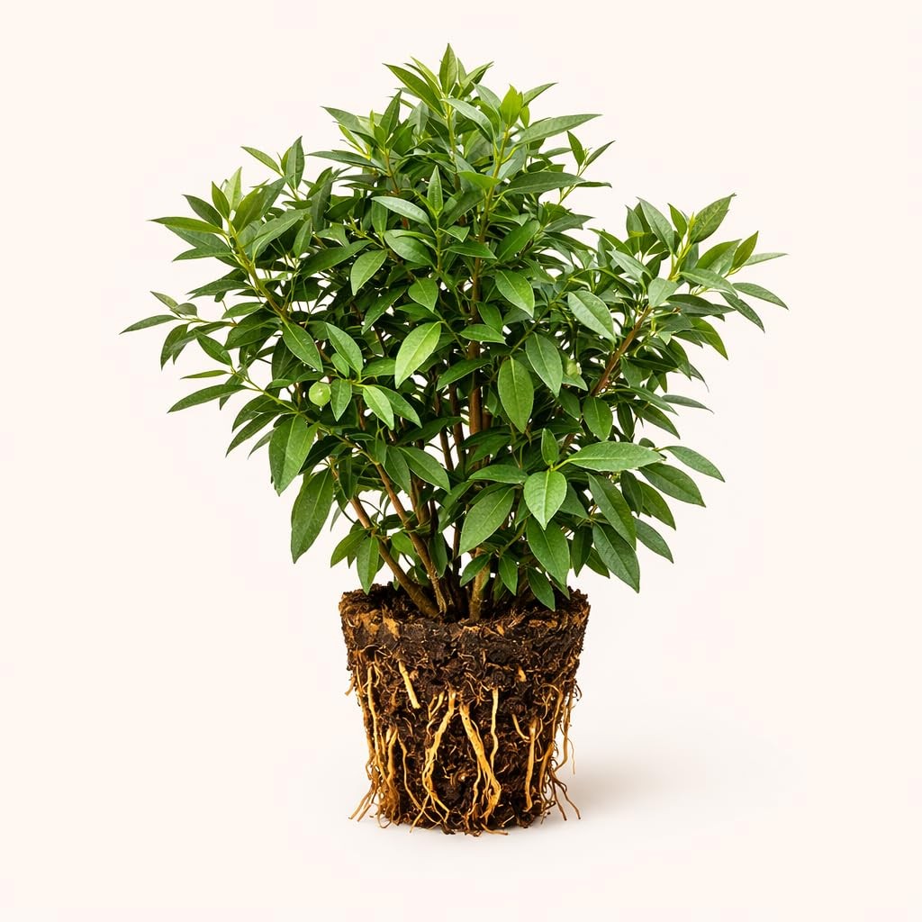 PLANT NOOK Sweet Bay Leaf Tree Live Plant Starter Plug 2-Pack | Bay Laurel
