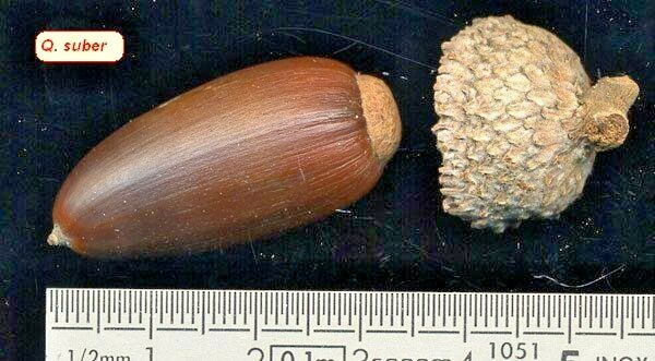 12 CORK OAK ACORNS – Quercus suber