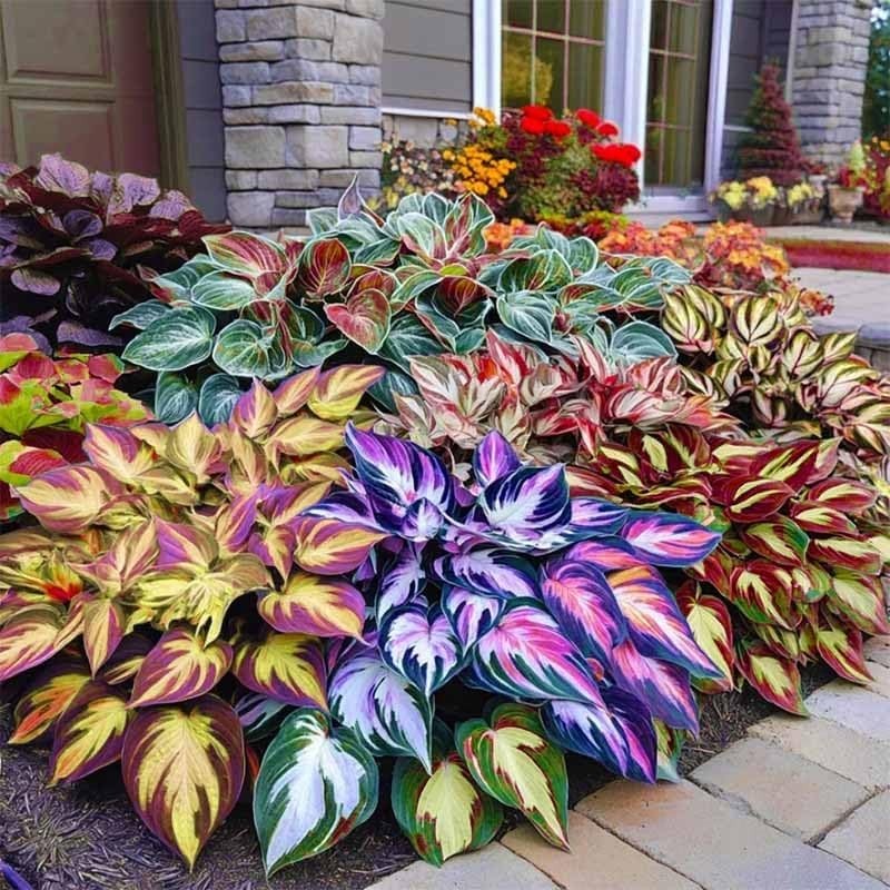 330+ Mixed Color Hosta Seeds for Planting – Shade-Tolerant Perennials, Dual Use