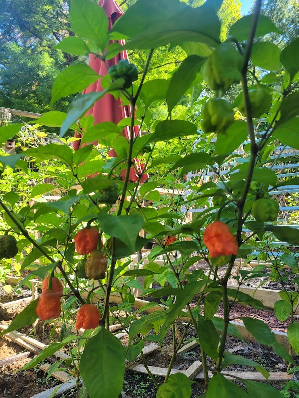 Carolina REAPER Super HOT Pepper Seeds Unique Creek Homestead Certified