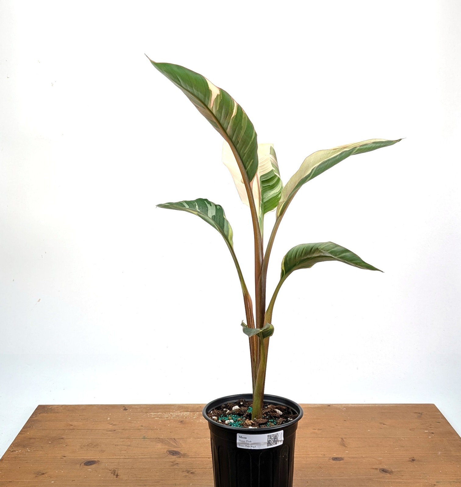 Musa Nono Pink Variegated Banana – Exact Plant #25A – Approx 3ft Tall