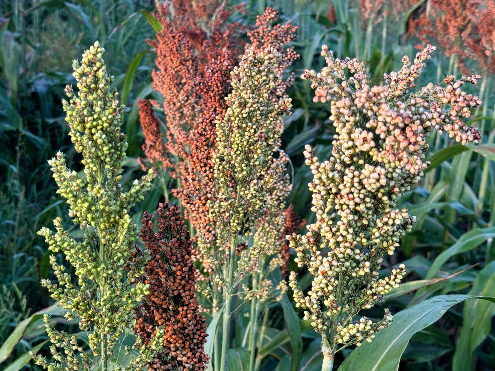 50 BROOMCORN / COLORED UPRIGHTS SORGHUM BICOLOR RED Seeds *Flat S/H