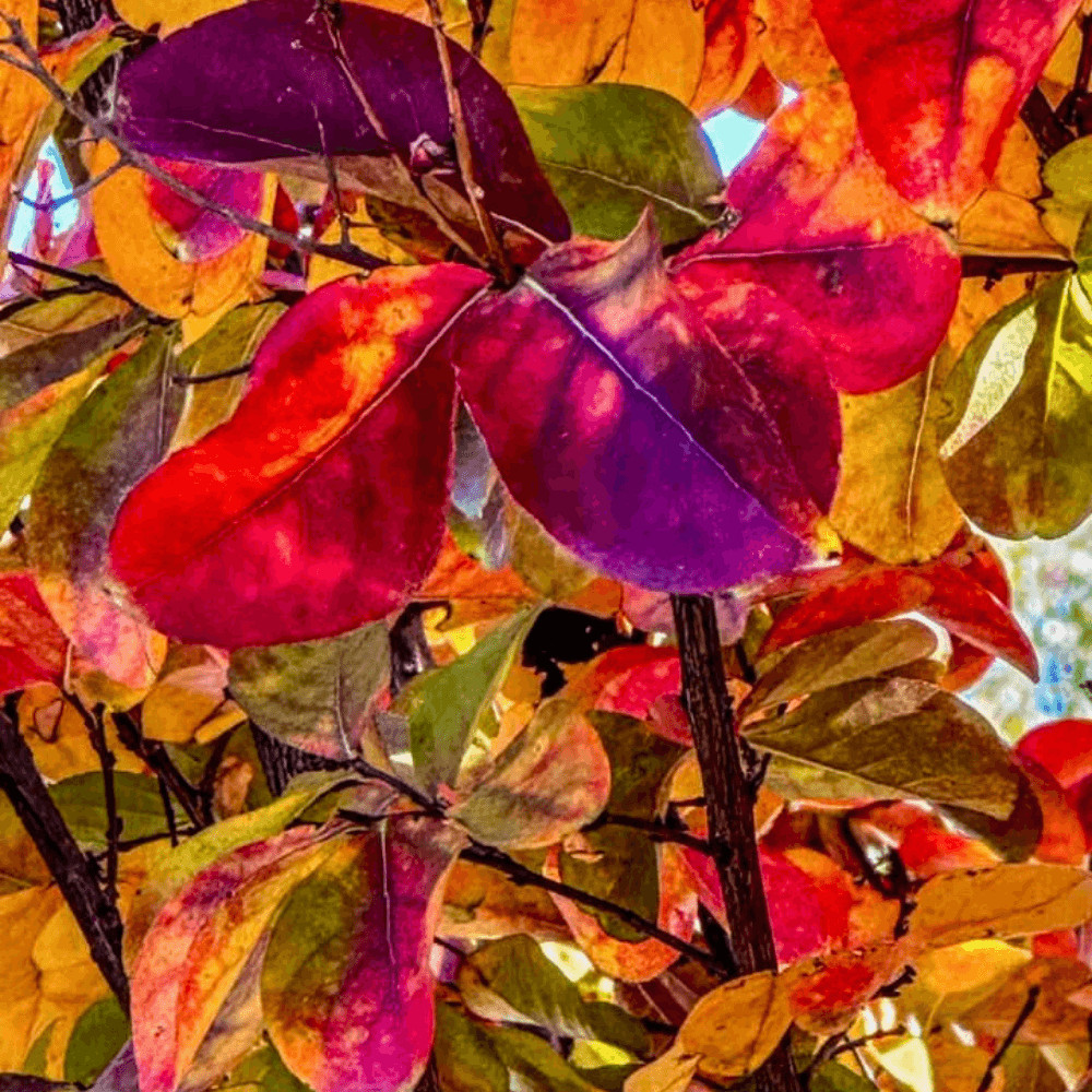 Elizabethanne Red Passion™ Crape Myrtle: For the Lovers of True Red