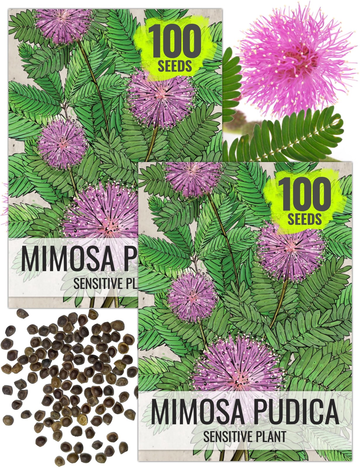 Mimosa Pudica Seeds Sensitive Plant for Garden Heirloom Annual Pink Blooms