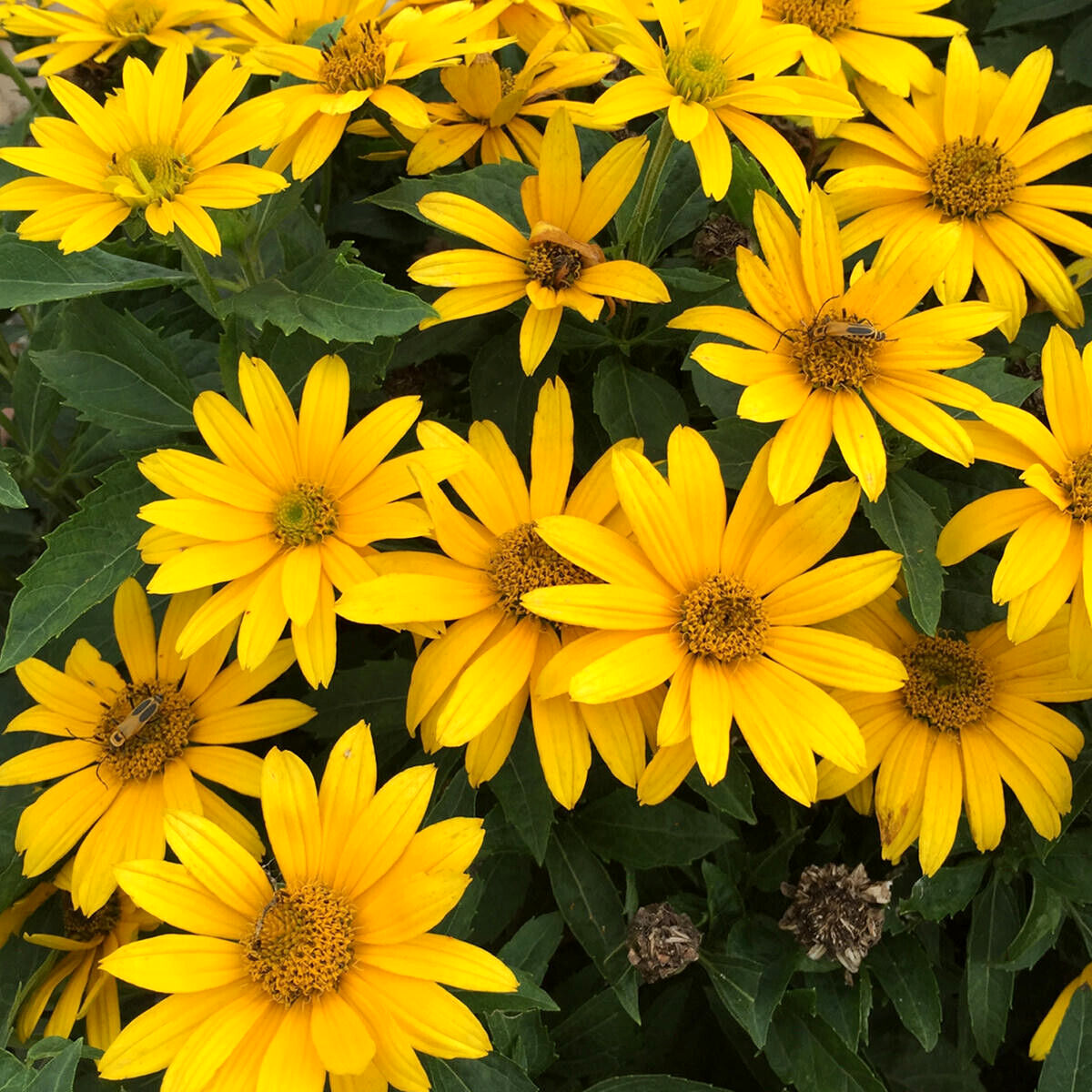 40 Heliopsis GoldenSun Yellow Sunflower Perennial Seeds~Brooklyn Botanical Club