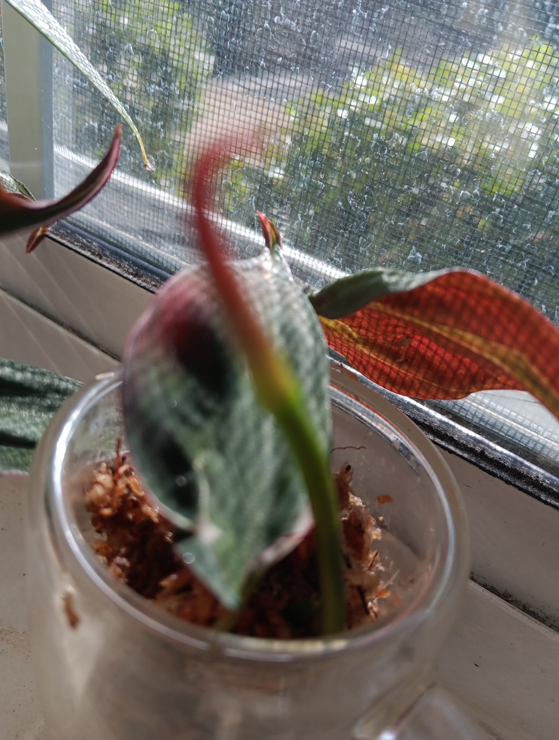 Philodendron Micans Variegated “Velvet Halo” Cutting W Nodes Un Rooted See Mom