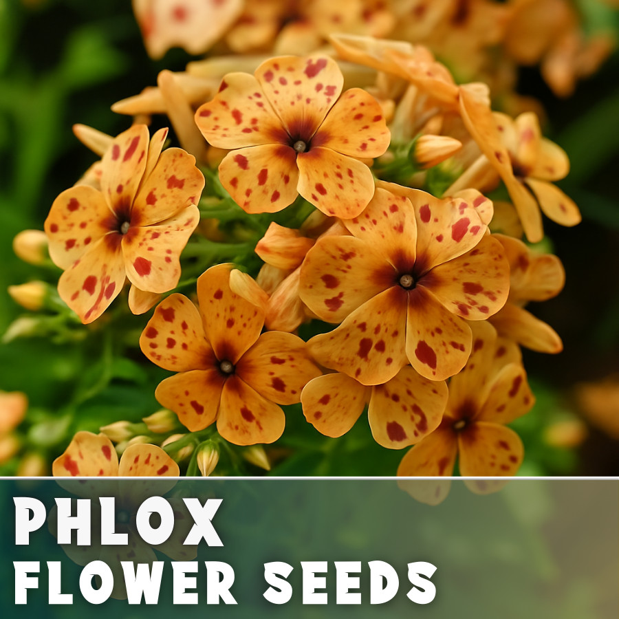 Phlox Seeds – 125 Seeds – Burbon Blaze – Garden Bloom Annual Flower Seeds