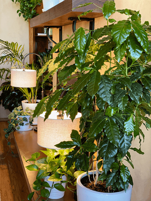 20 Coffea arabica Seeds Tropical EXOTIC Coffee Bean Indoor House Plant Tree RARE