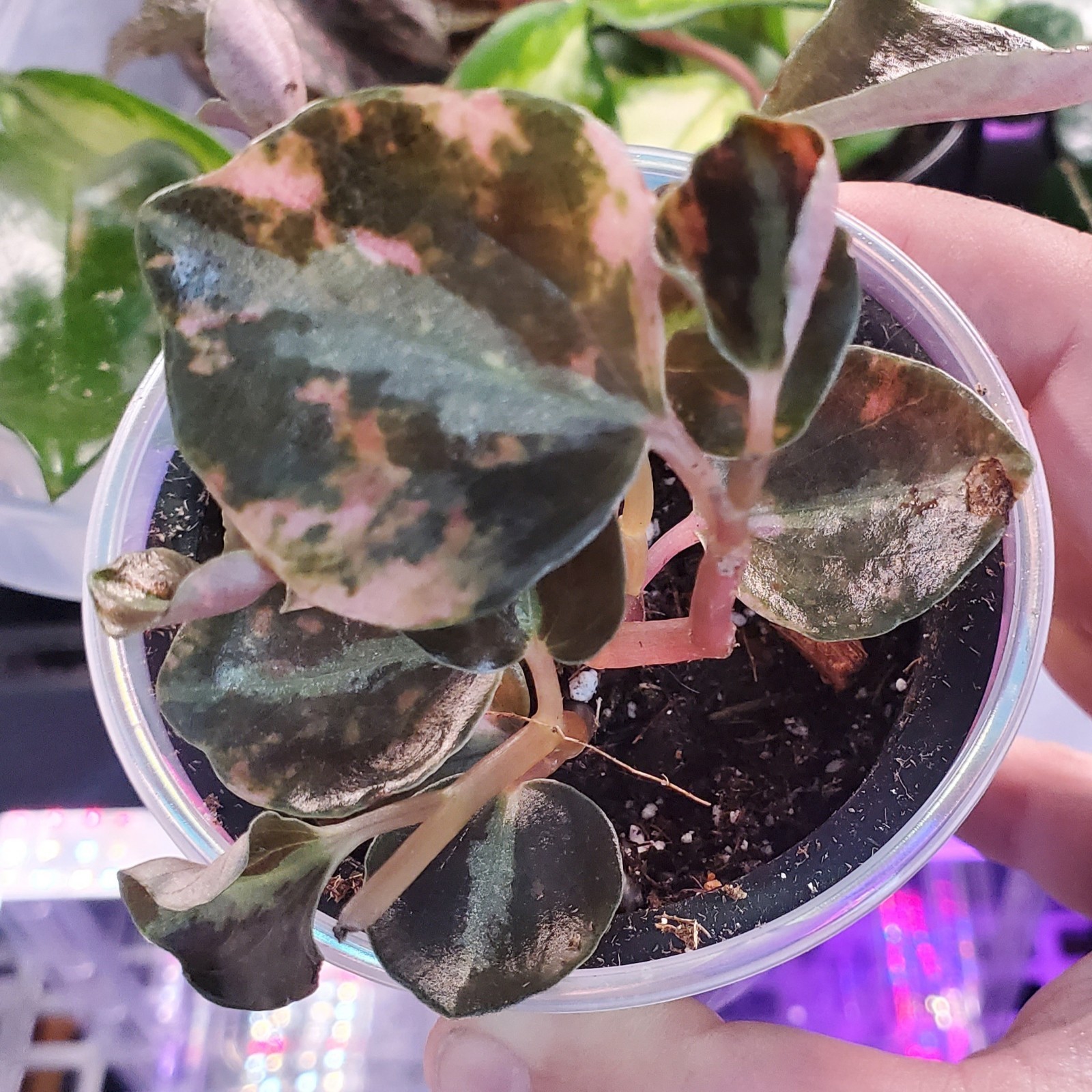 Peperomia Creme Brulee Metallic Orange Houseplant 3″ pot