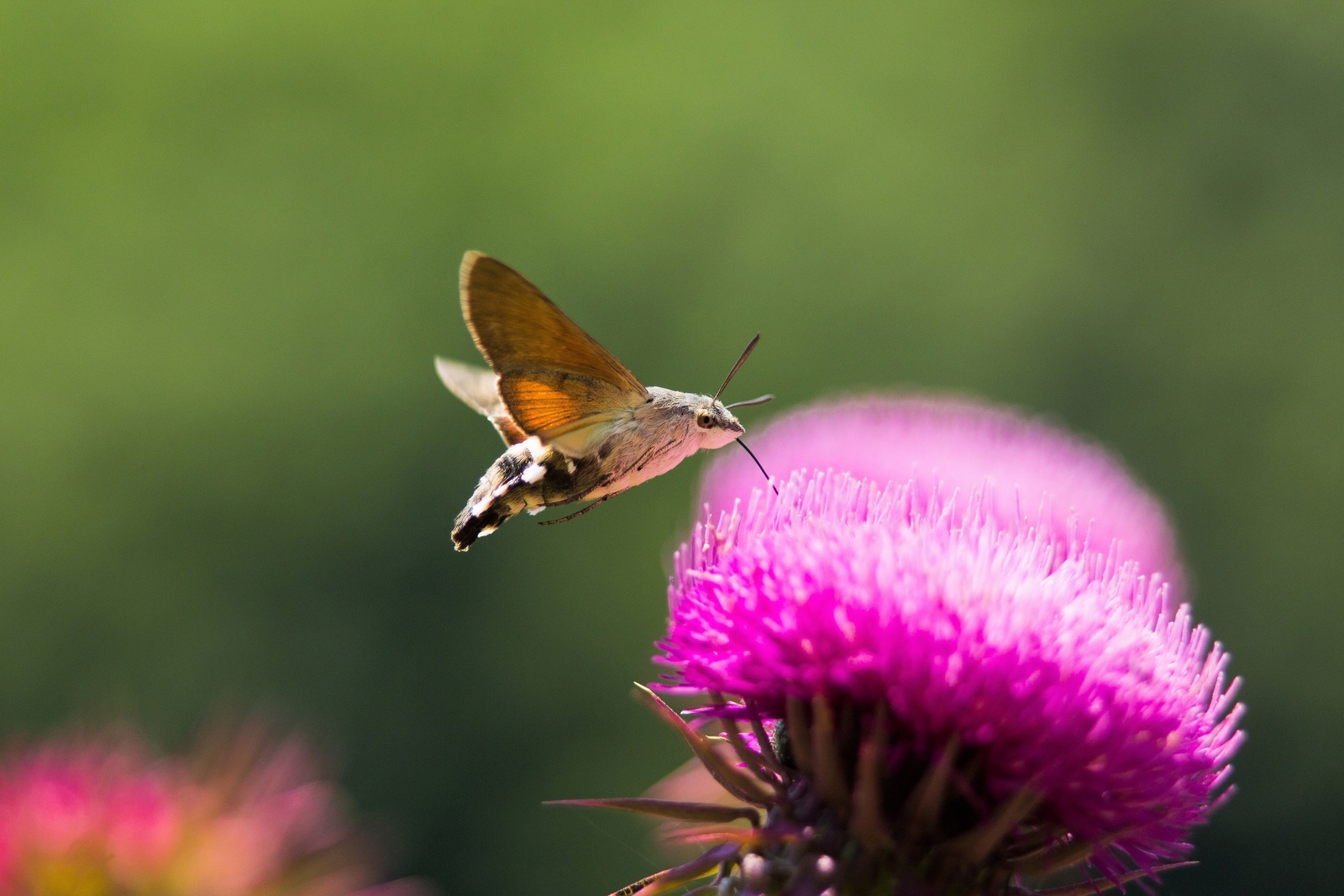100 ORGANIC Blessed MILK THISTLE Silybum Marianum Hummingbird Purple Flower Seed