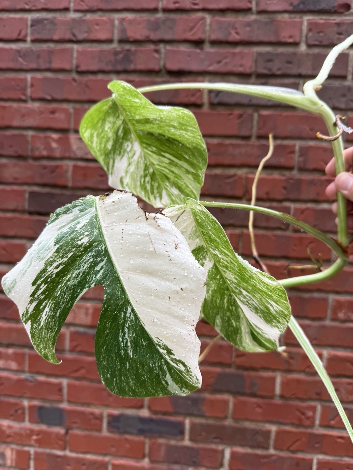 Monstera Albo Borsigiana Variegated Top Cutting Rooted, 5 Leaves