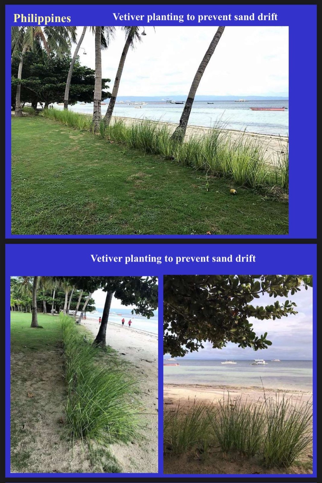 Vetiver live plant for EROSION CONTROL & Ornamental use