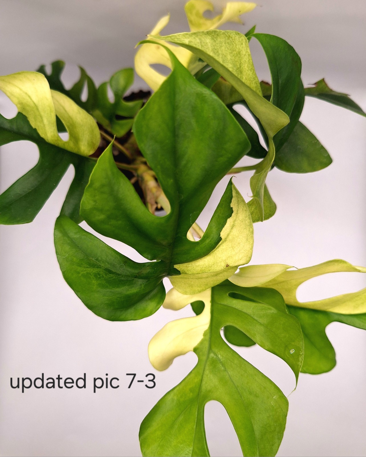 Rhaphidophora Tetrasperma Albo-Variegated – Half Moon – 2 Active Growth Points!