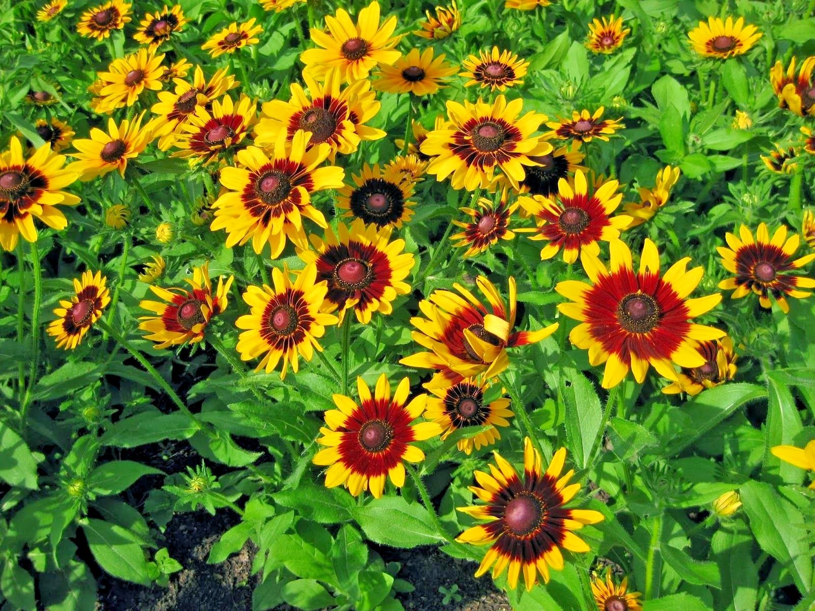 2000+GLORIOSA DAISY Seeds Native Wildflower Deer Proof Flower Garden Container